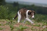 BARZOI 084